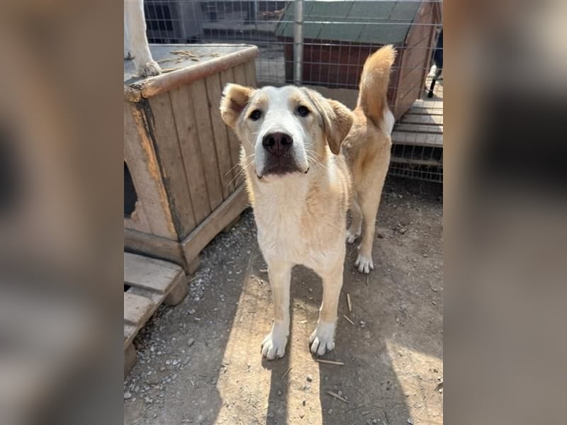 Nikola - sensibler Traumhund sucht seine Familie