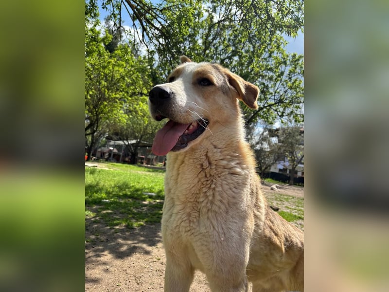 Nikola - sensibler Traumhund sucht sein Zuhause