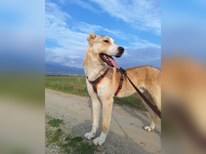 Nikola - sensibler Traumhund sucht sein Zuhause