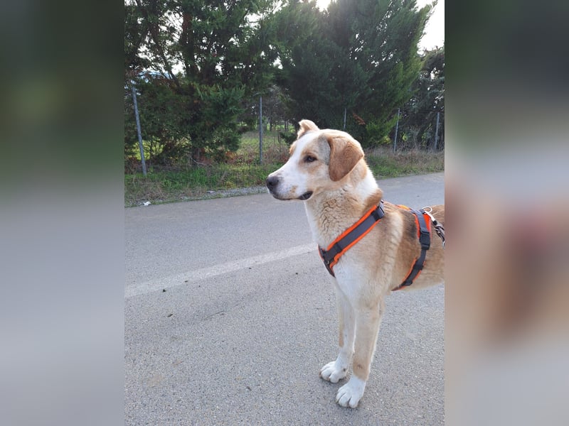 Nikola - sensibler Traumhund sucht sein Zuhause