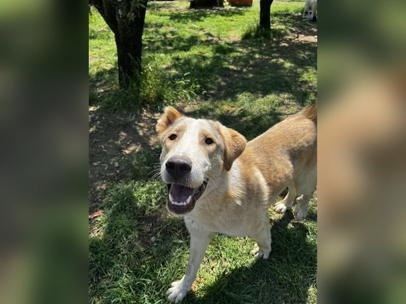 Nikola - sensibler Traumhund sucht sein Zuhause