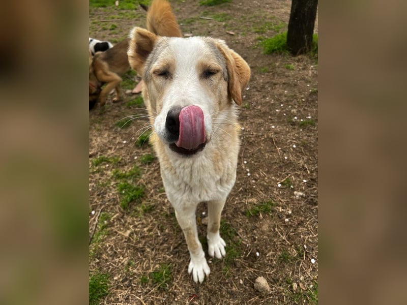 Nikola - sensibler Traumhund sucht sein Zuhause