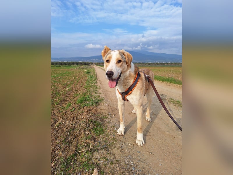 Nikola - sensibler Traumhund sucht sein Zuhause