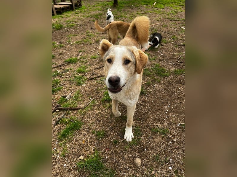 Nikola - sensibler Traumhund sucht sein Zuhause