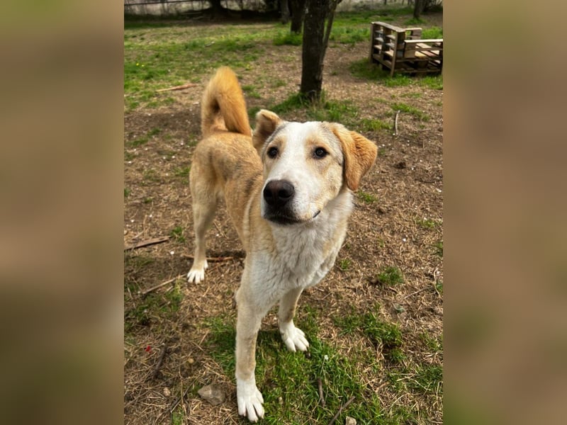 Nikola - sensibler Traumhund sucht sein Zuhause