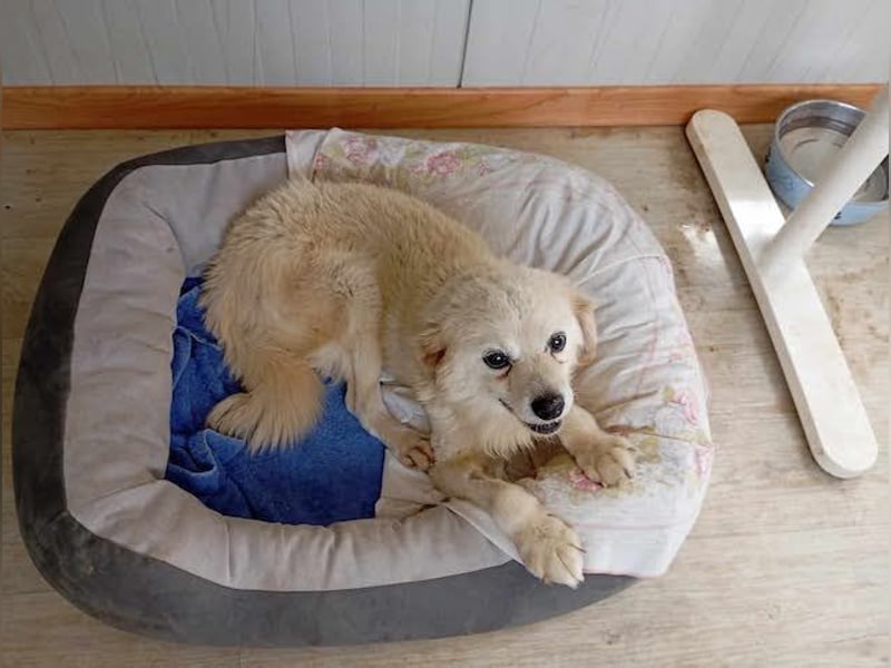 Ivan, kleiner Herzenshund, ca. 13 Jahre, ca. 36cm, ca. 9kg