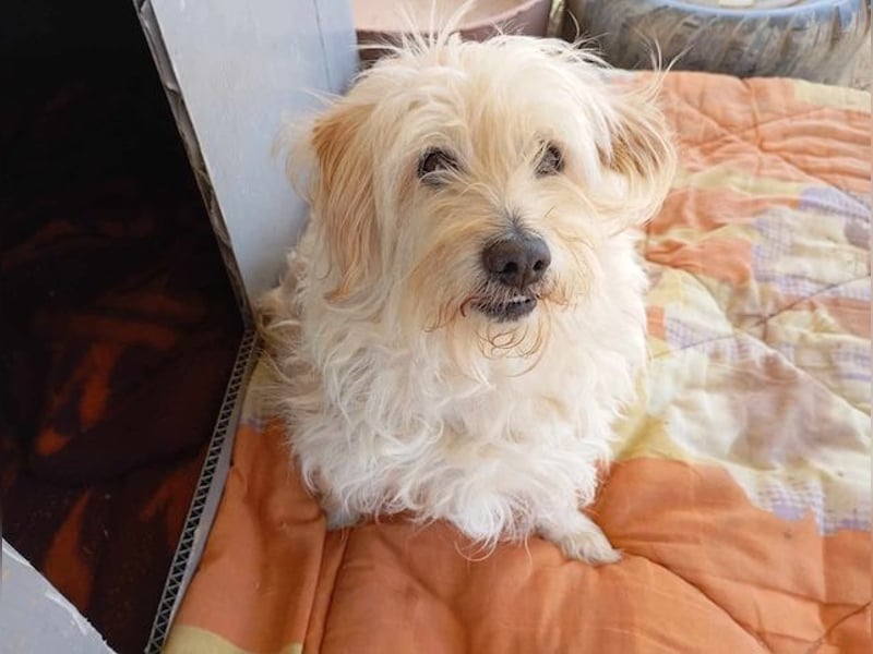 Jacky, entspannter Begleiter, ca. 8 Jahre, ca. 29 cm, ca. 8 kg *in 40764 Langenfeld*