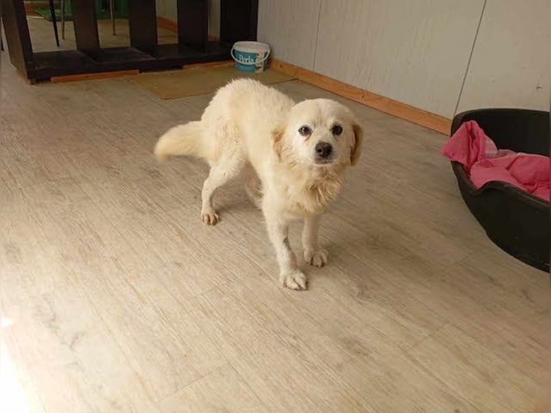 Ivan, kleiner Herzenshund, ca. 13 Jahre, ca. 36cm, ca. 9kg