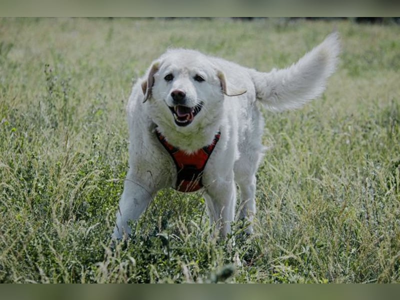 Bailey, unkomplizierter Senior, ca. 9 Jahre *in 13507 Berlin*