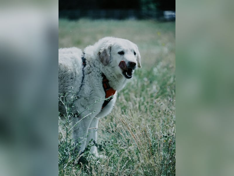 Bailey, unkomplizierter Senior, ca. 9 Jahre *in 13507 Berlin*