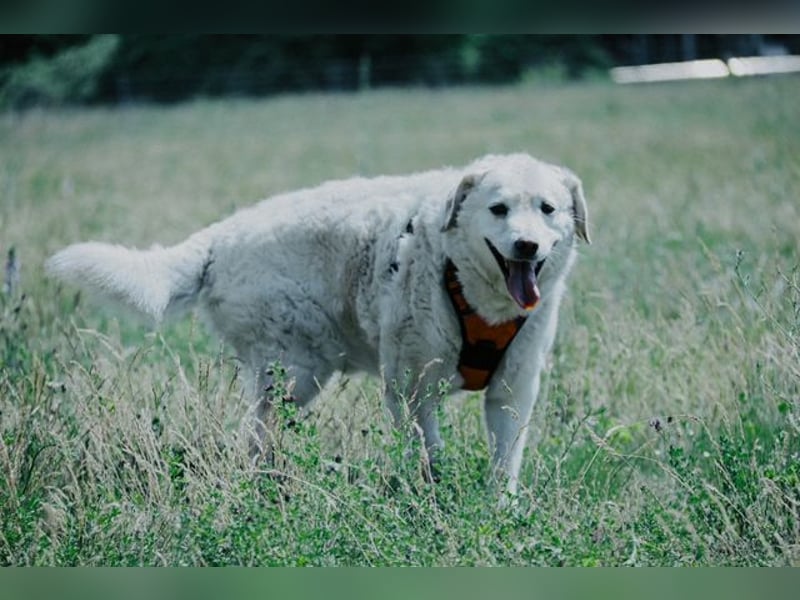 Bailey, unkomplizierter Senior, ca. 9 Jahre *in 13507 Berlin*