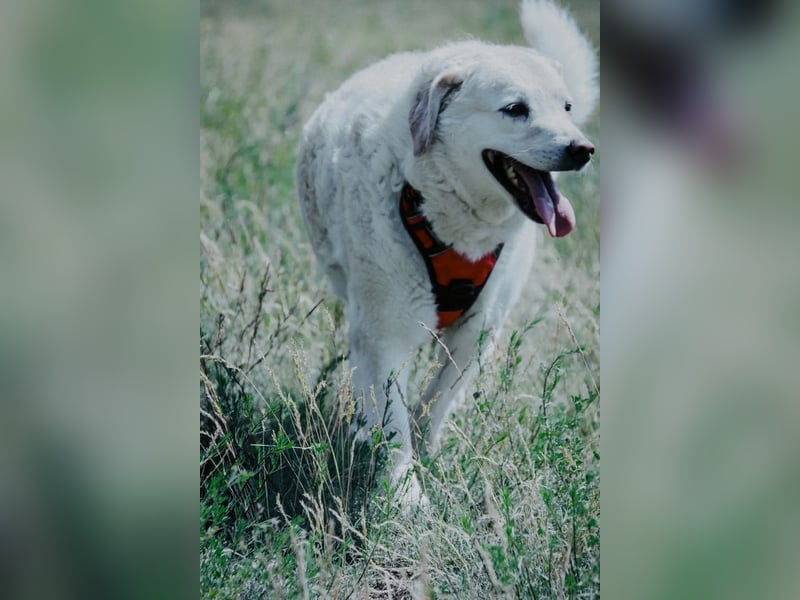 Bailey, unkomplizierter Senior, ca. 9 Jahre *in 13507 Berlin*