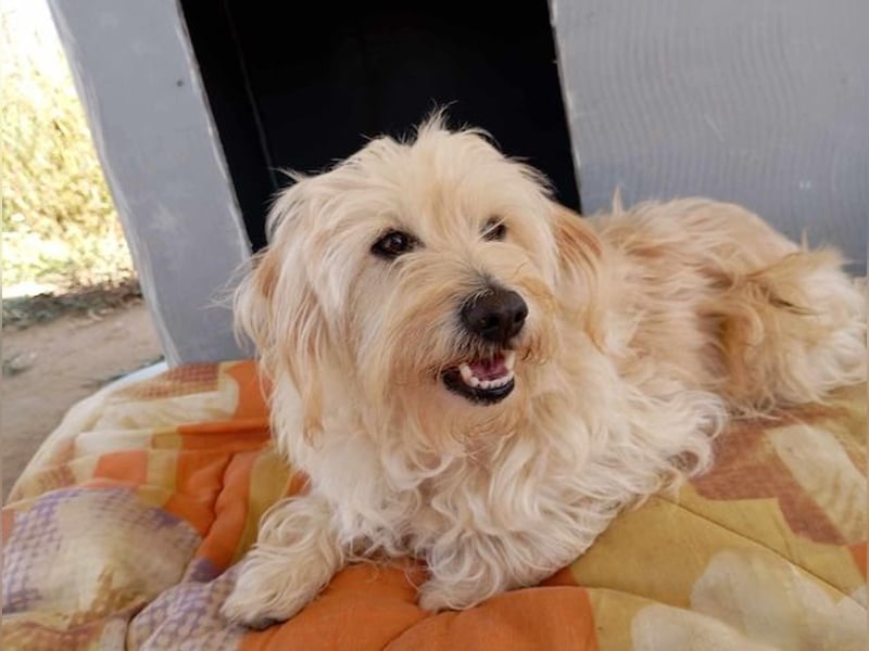 Jacky, entspannter Begleiter, ca. 8 Jahre, ca. 29 cm, ca. 8 kg *in 40764 Langenfeld*