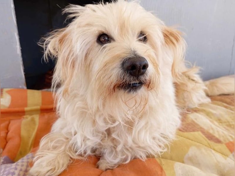 Jacky, entspannter Begleiter, ca. 8 Jahre, ca. 29 cm, ca. 8 kg *in 40764 Langenfeld*