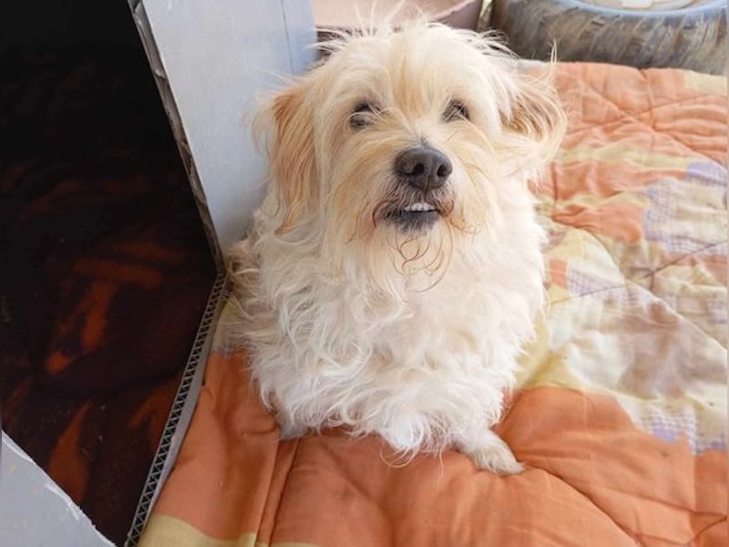 Jacky, entspannter Begleiter, ca. 8 Jahre, ca. 29 cm, ca. 8 kg *in 40764 Langenfeld*