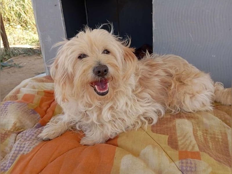 Jacky, entspannter Begleiter, ca. 8 Jahre, ca. 29 cm, ca. 8 kg *in 40764 Langenfeld*