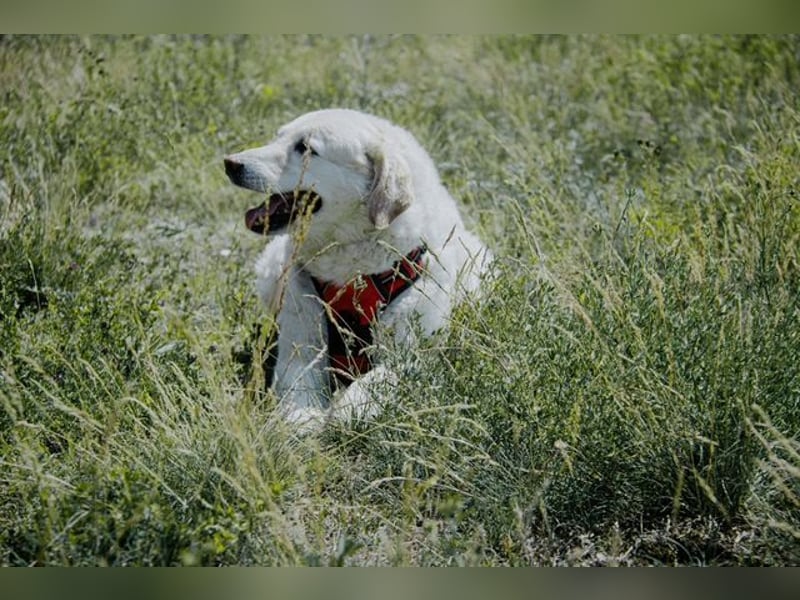 Bailey, unkomplizierter Senior, ca. 9 Jahre *in 13507 Berlin*
