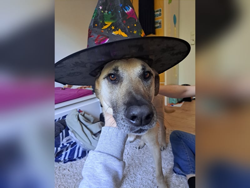 Hallo ich bin Schäferhund Mischling Rudi