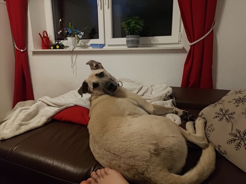 Hallo ich bin Schäferhund Mischling Rudi