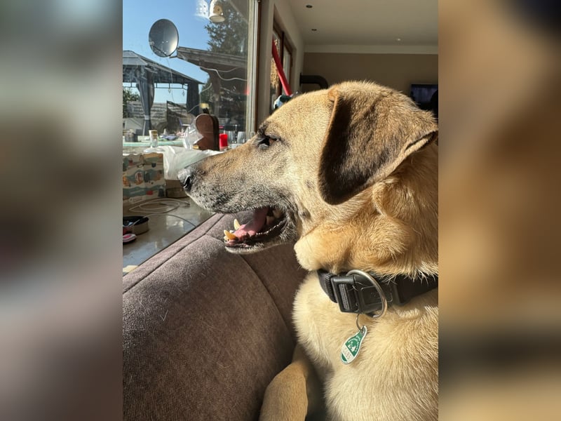 Hallo ich bin Schäferhund Mischling Rudi
