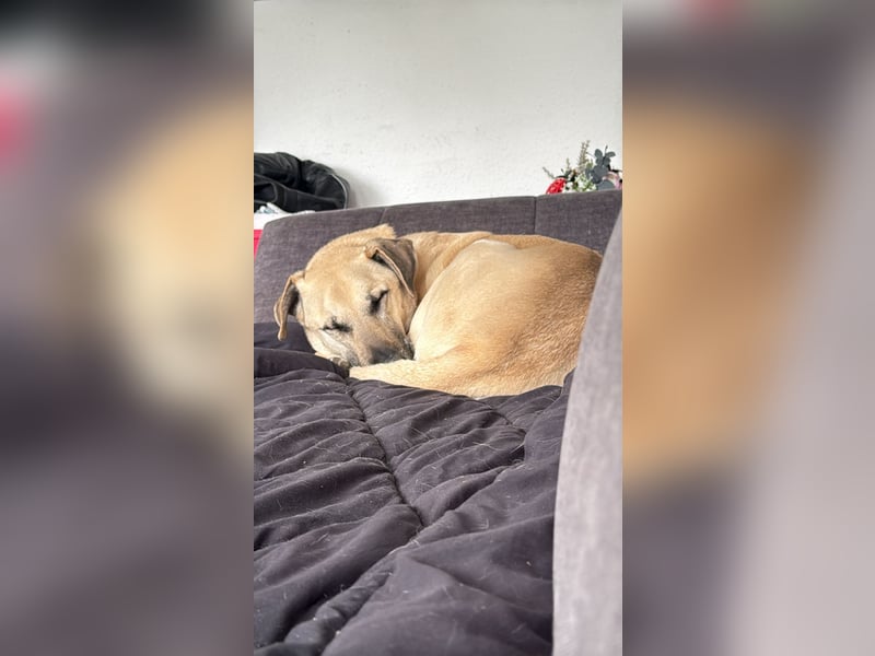 Hallo ich bin Schäferhund Mischling Rudi