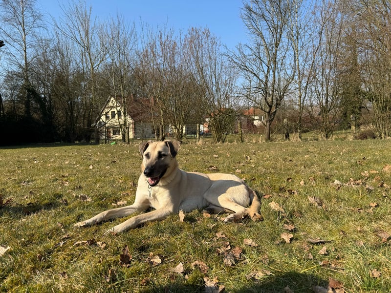 Hallo ich bin Schäferhund Mischling Rudi