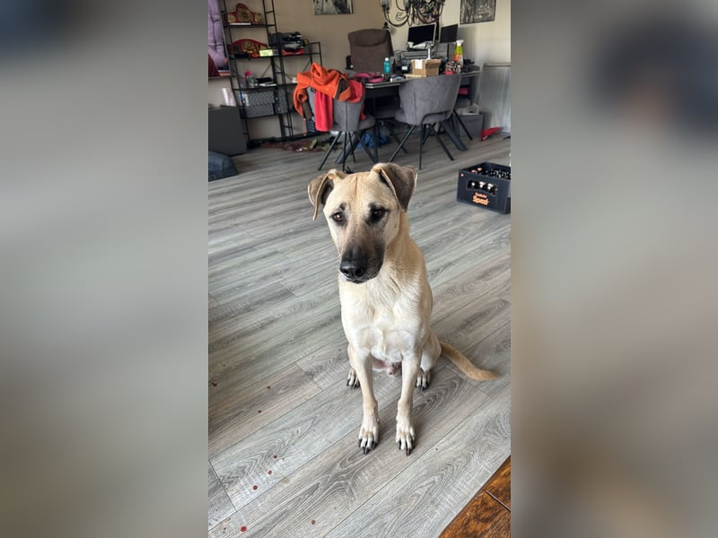Hallo ich bin Schäferhund Mischling Rudi