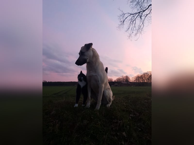 Hallo ich bin Schäferhund Mischling Rudi