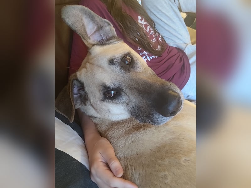 Hallo ich bin Schäferhund Mischling Rudi