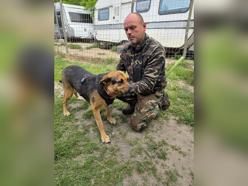 Fido wartet auf seinen Menschen, Mischling Rüde,   geb.ca. 01.01.2021