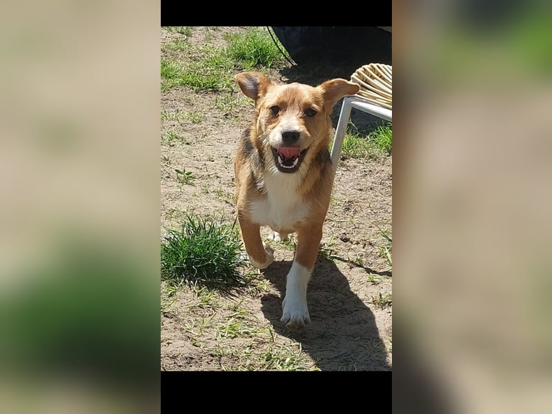 Linus der perfekte Familienhund