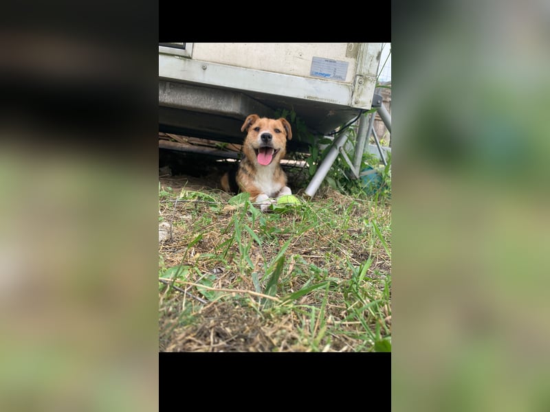 Linus der perfekte Familienhund