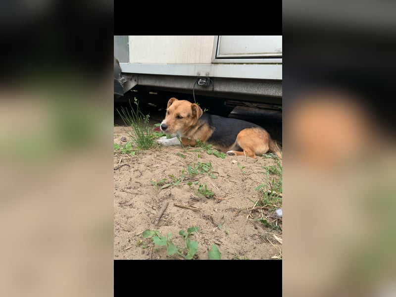 Linus der perfekte Familienhund