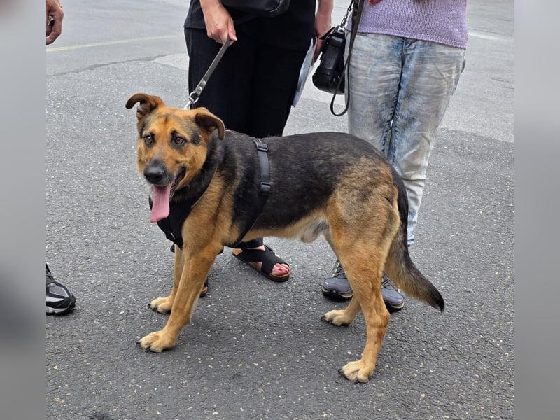 Fido wartet auf seinen Menschen, Mischling Rüde,   geb.ca. 01.01.2021