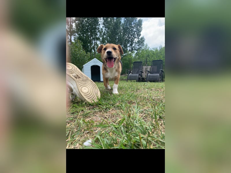 Linus der perfekte Familienhund