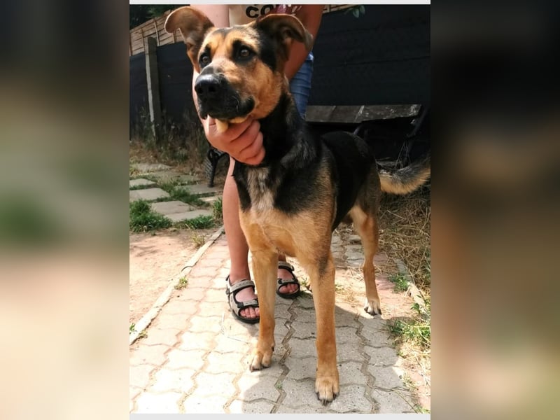 Fido wartet auf seinen Menschen, Mischling Rüde,   geb.ca. 01.01.2021