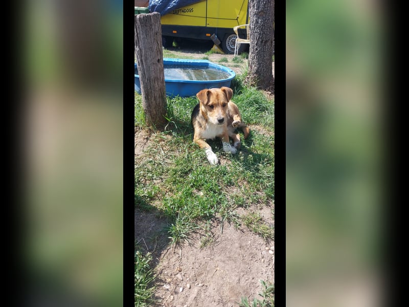 Linus der perfekte Familienhund