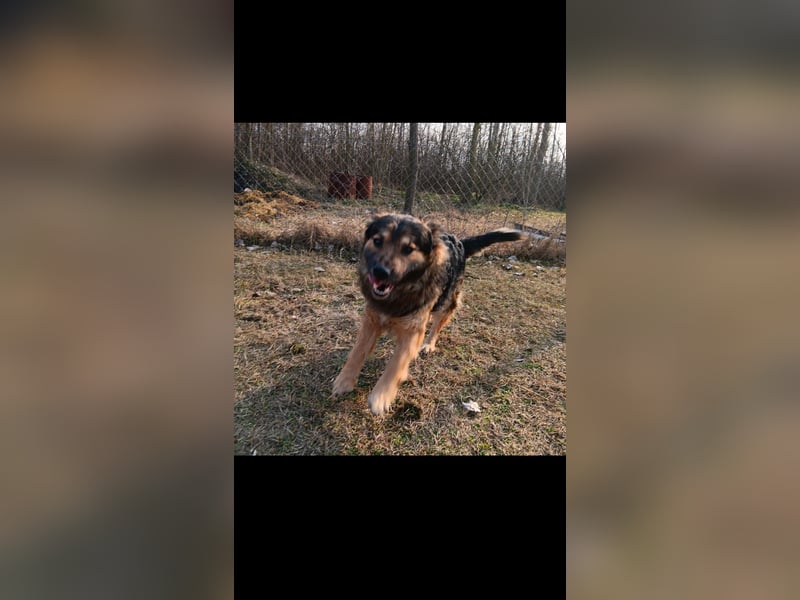 Bundas treuer Begleiter sucht dich