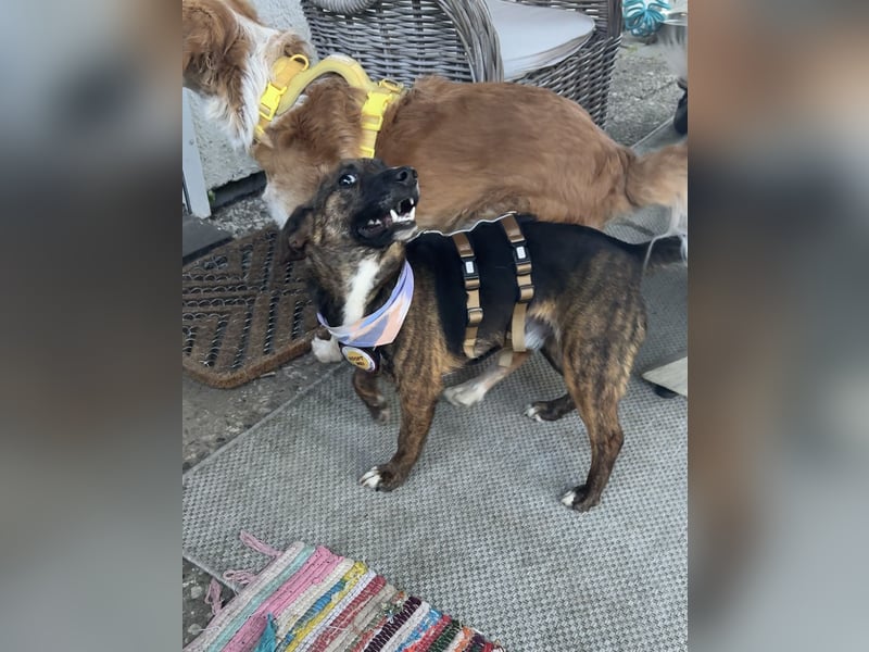Tierschutz-Djogo sucht seine Menschen