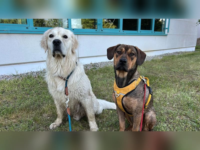 Brandlbracken-mix sucht Zuhause