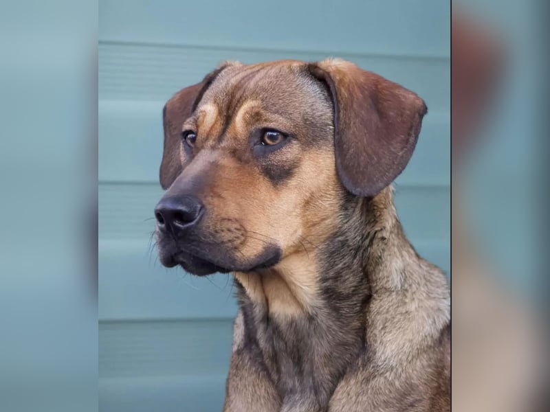 Brandlbracken-mix sucht Zuhause