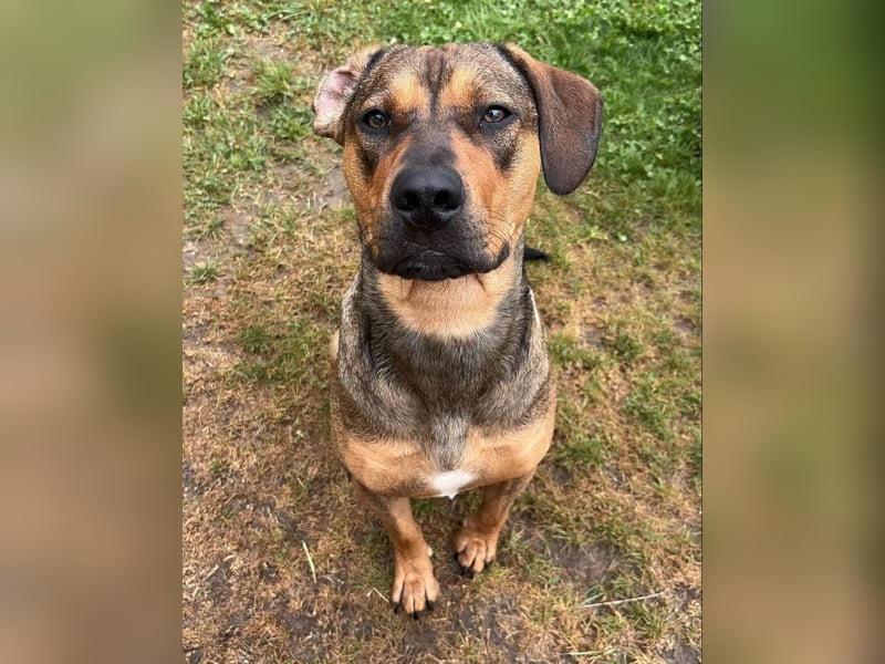 Brandlbracken-mix sucht Zuhause