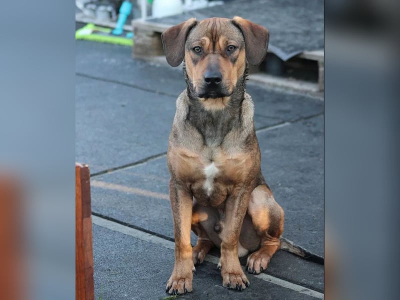 Brandlbracken-mix sucht Zuhause