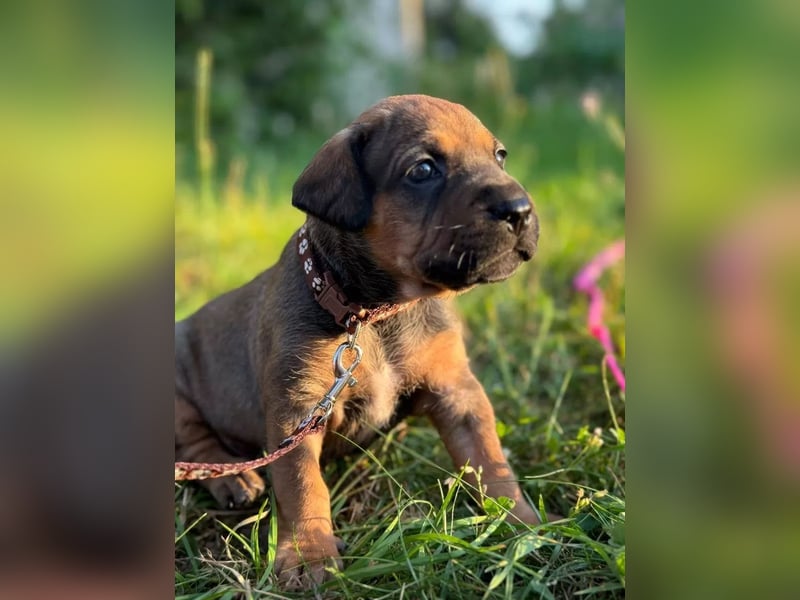 Brandlbracken-mix sucht Zuhause