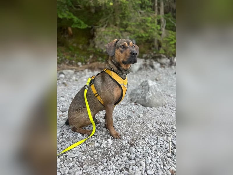 Brandlbracken-mix sucht Zuhause