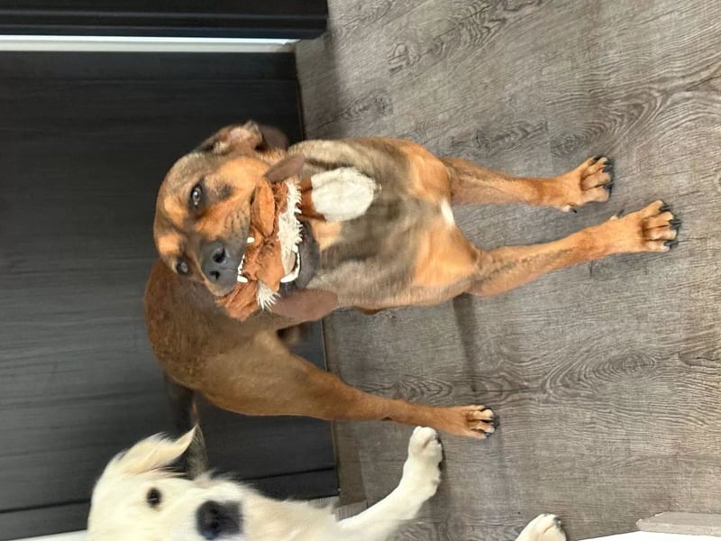 Brandlbracken-mix sucht Zuhause