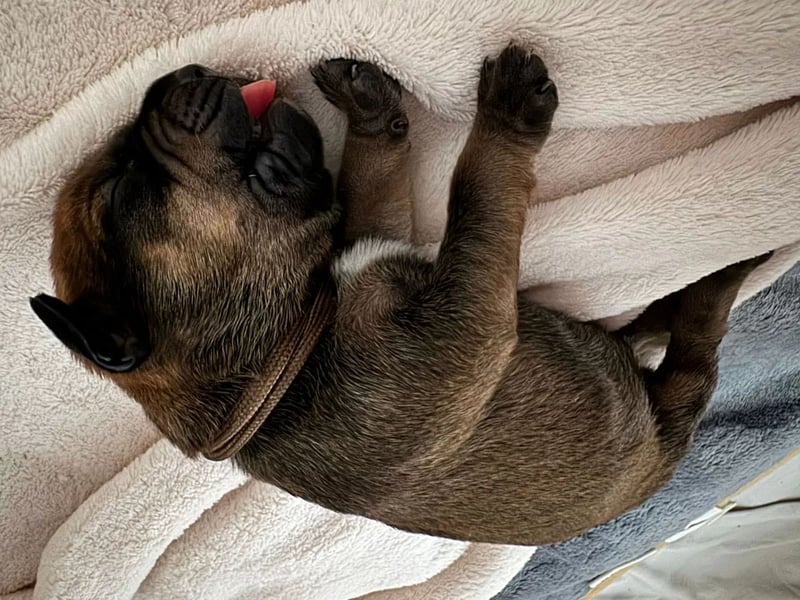 Brandlbracken-mix sucht Zuhause