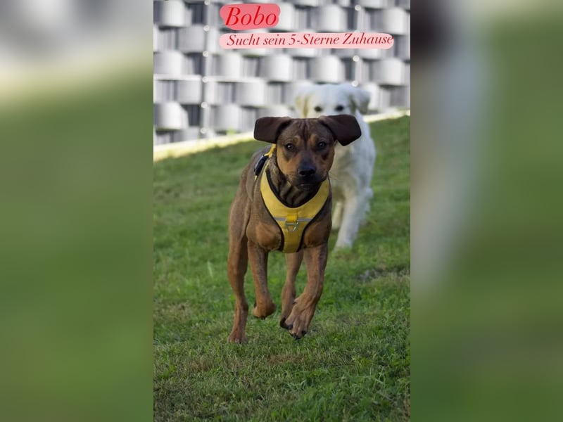 Brandlbracken-mix sucht Zuhause