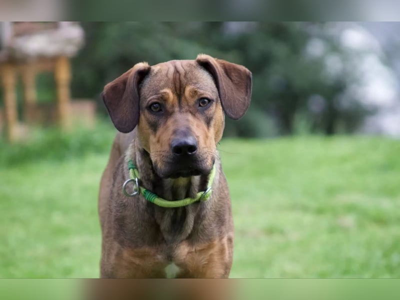 Brandlbracken-mix sucht Zuhause