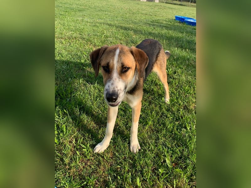 Thor - Traumhund sucht Familie